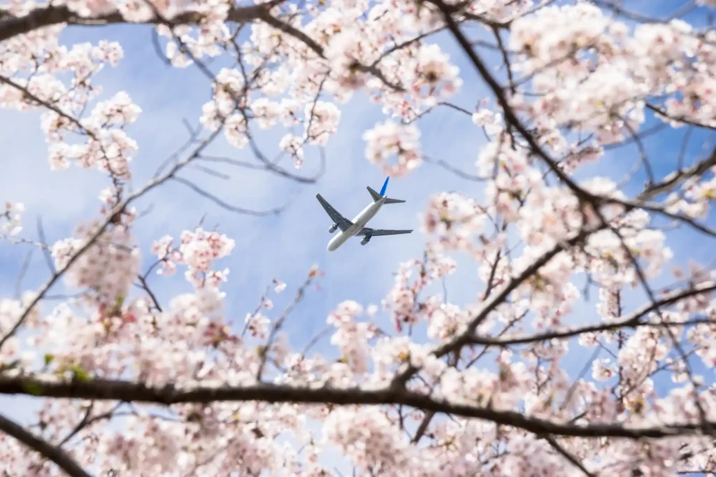 A passenger plane flying in a clear blue sky, framed by pink cherry blossom branches in spring.